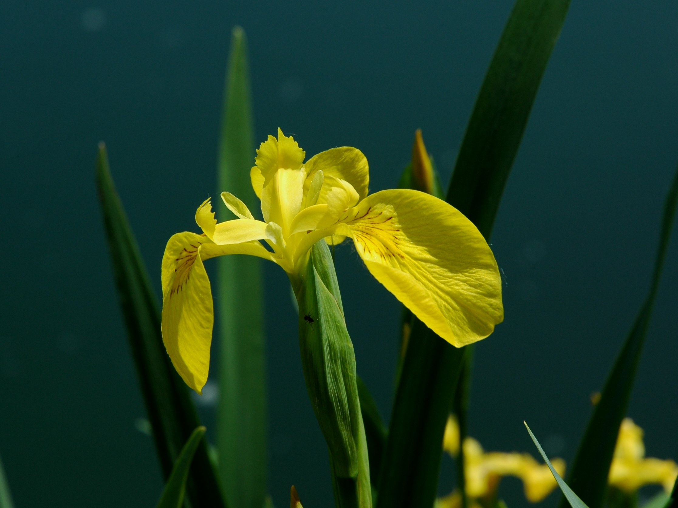 Iris pseudacorus